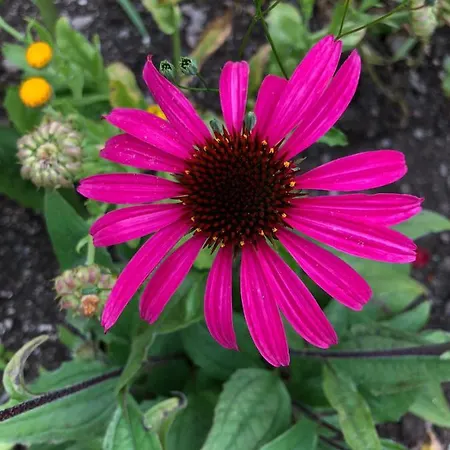 Zur Lieben Sonne Apartamento Filzmoos