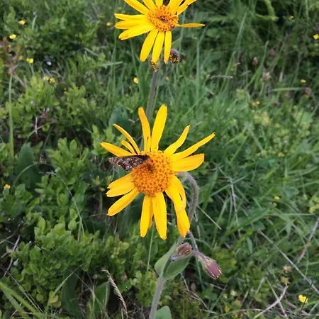 Appartement Zur Lieben Sonne Filzmoos